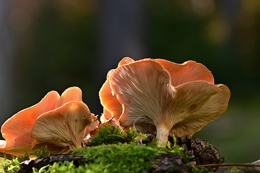 Mushroom supplements for energy